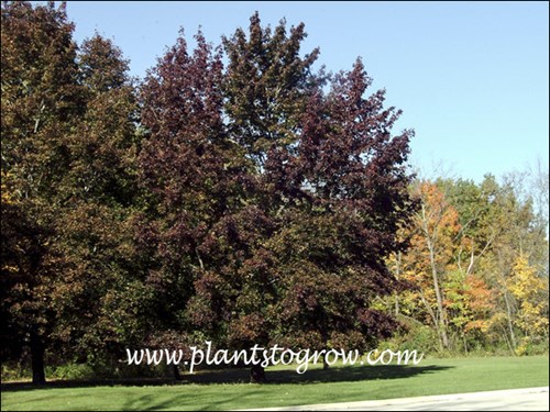 Fassens Black (Acer platanoides) 
An image taken in the fall.
